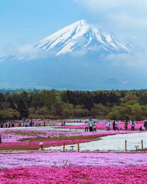 Did you know: Cherry blossoms aren't the only star of spring in Japan! 💐🇯🇵 Fuji Shibazakura Festival, held at the base of Mount Fuji between mid-April and early-June, celebrates fields of phlox moss that bloom in a carpet of pink, white, and purple. It's certainly an event you will want to stop at. 💗🤍💜 1 Day Trip, Europe Travel Photos, Japanese Countryside, Ghibli Museum, Day Trips From Tokyo, Spring In Japan, Europe Holidays, Cloudy Weather, Travel Marketing