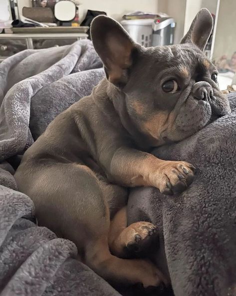 Frenchie Owners on Twitter: "It’s almost lunch, prep my food human #frenchie #frenchietwitter… " Frenchton Puppies, Frenchies Puppies, Baby Frenchie, Cat And Dog Drawing, Mini French Bulldogs, Frenchie Dog, Frenchie Bulldog, Cute Bulldogs, Frenchie Puppy