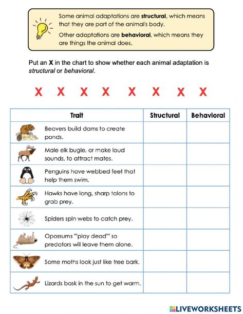 Animals Adaptations Activities, Animal Adaptations Experiments, Animal Adaptations Worksheet, Animal Adaptations 1st Grade, Structural Adaptations, Plant And Animal Adaptations, Adaptation In Animals Worksheet, Animal Adaptation, Animal Adaptations