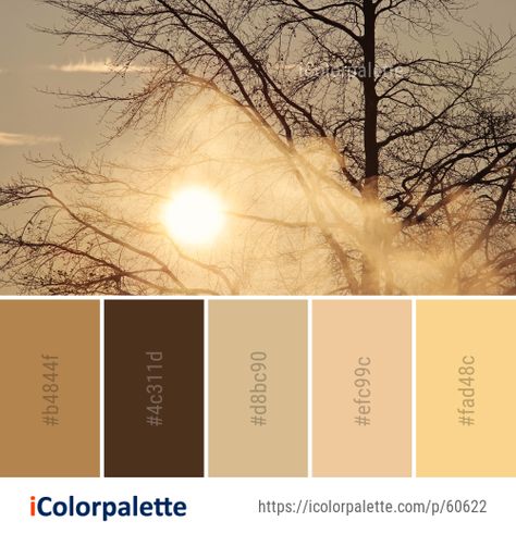 Sunlight Color Palette, Sun Colour Palette, Morning Color Palette, Sun Color Palette, Graphic Design Images, Nature Color Palette, Tree Images, Warm Colour Palette, Color Schemes Colour Palettes