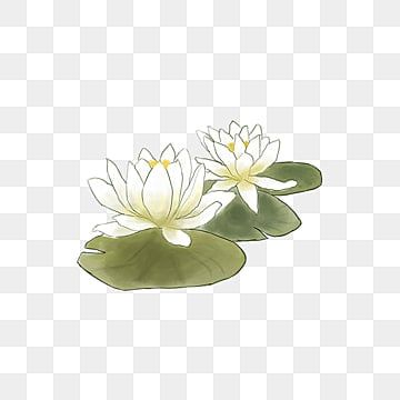 lotus flower,lotus,white flower,hand painted,illustration,material,element,lotus clipart,lotus flower clipart,white clipart,white flower clipart White Lotus Drawing, White Lotus Illustration, Lotus Flower Png, Lotus Flower Illustration, Lotus Clipart, White Flower Png, River Drawing, Lotus Drawing, Clover Plant