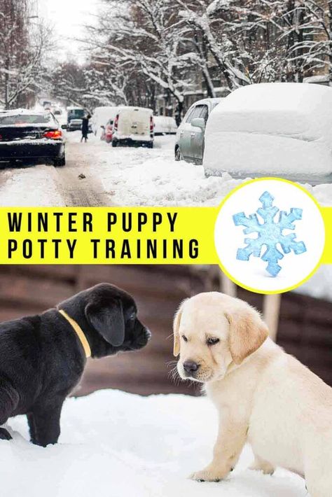 Puppy Advice, Puppy Guide, Dog Potty Area, Puppy Potty Training Tips, Puppy Things, Irish Doodle, Puppy Potty Training, Puppy Life, Train Dog