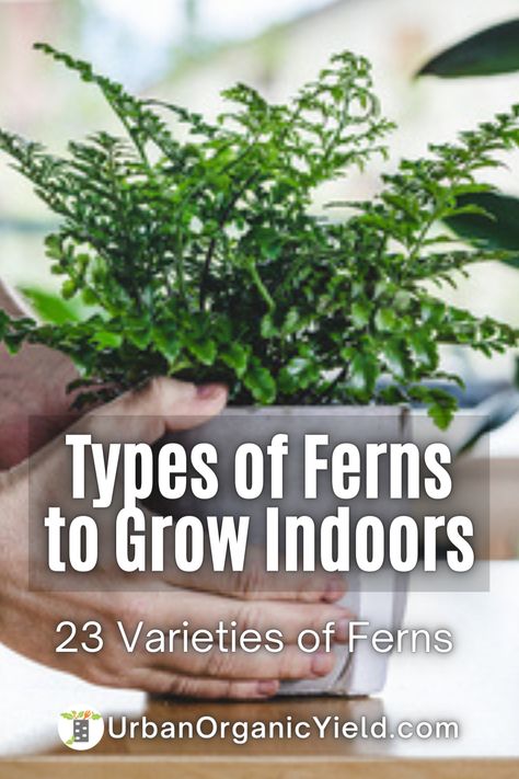 Tips for Growing Ferns in your landscaping or you home. Ferns are easy to maintain and care for. Learn about other types of ferns that you can grow indoors or outdoors. Growing Ferns Indoors, Low Light Ferns House Plants, Fern Varieties Indoor, Types Of Ferns Indoor, Tree Fern In Pot, Caring For Ferns Outdoors, How To Care For Ferns Indoors, Repotting Ferns, Outdoor Ferns In Pots