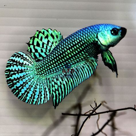 AquaBid.com - Item # fwbettas1706064002 - Male Alien Green Peacock Premium Grade - Ends: Tue Jan 23 2024 - 08:40:02 PM CDT Male Alien, Betta Fish Types, Tropical Fish Aquarium, Pretty Fish, Fresh Water Fish Tank, Betta Tank, Green Alien, Green Peacock, Beta Fish