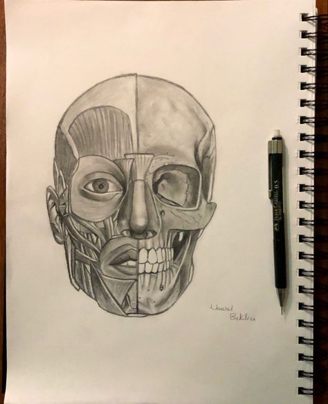 Face Muscles Anatomy, Human Skull Drawing, Half Face Drawing, Human Face Drawing, How To Draw Muscles, Artistic Anatomy, Medical Drawings, Muscles Of The Face, Skull Anatomy