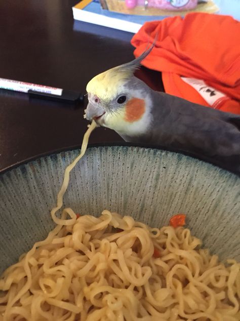 In case your having a bad day... Here's a picture of a bird eating ramen. (Be careful feeding ramen, the sodium level can be very high!) Bird Eating, Ramen Noodles, A Bowl, Ramen, Noodles, Birds, Bowl