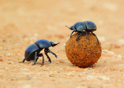 How dung beetles are guided by the Milky Way | AnimalAnswers.co.uk - Everything you need to know about your favourite animals! Dung Beetle, Scarab Beetle, Eastern Cape, Beautiful Bugs, Creepy Crawlies, Arthropods, Insect Art, Hd Desktop, Game Reserve