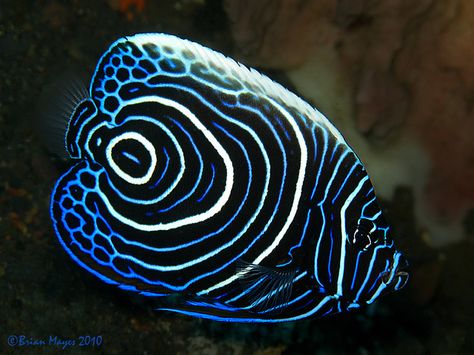 Emperor Angelfish (Pomacanthus imperator) Sea Creature Art, Interesting Fish, Emperor Angelfish, Ocean Fishes, Beautiful Tropical Fish, Pretty Fish, Water Creatures, Salt Water Fish, Saltwater Fish