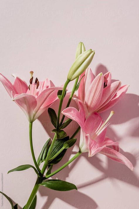 Pink Lily Wallpaper, Pink Lily Flower, Lily Pictures, Hd Flowers, Easy Flower Drawings, Lily Wallpaper, Flower Identification, Lilly Flower, Lily Painting