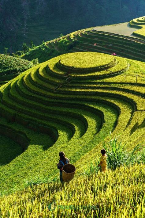 Terrace Rice Field, Terraced Rice Fields, Rice Fields Aesthetic, Rice Field Aesthetic, Terraced Farming, Terrace Farming, Rice Farm, Rice Farmers, Banaue Rice Terraces