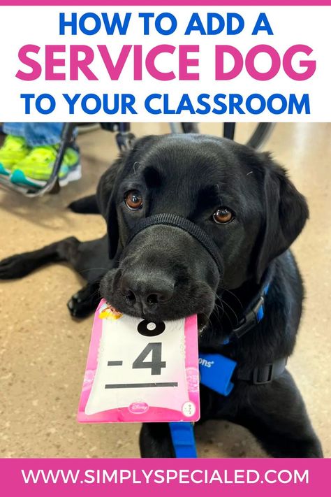 Are you interested in having a service dog in your classroom? Today I am sharing where to find a classroom service dog, the difference between a service dog and a therapy dog and how to prepare students for a service dog. I am also sharing how a service dog can support your special education students. A service dog can model for my students that are practicing social skills like; taking turns, learning to play appropriately, using language like “your turn” or waiting and more. Therapy Dogs In Schools, Service Dog Gear For School, Dog Therapy, Special Education Lesson Plans, Teaching Hacks, Emergent Literacy, Early Childhood Special Education, Service Dogs Gear, School Goals