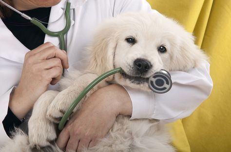 If you want to make sure your first trip to a new vet goes smoothly, you’ll need to update the doc on all your dog’s vital stats and background. Vet Pictures, Vet Medicine, Vet Clinics, Veterinary Hospital, Puppy Play, Dog Care Tips, Pet Insurance, Golden Retriever Puppy, Retriever Puppy