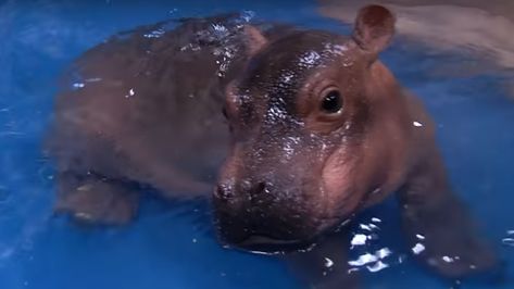 Born six weeks early, the tiny one-month-old hippo has had a rather tough time. But in a video released by the Cincinnati Zoo, Fiona shows off her resilience — and her moves in the pool. Baby Animal Illustration, Fiona The Hippo, Los Angeles Zoo, Cincinnati Zoo, Cute Hippo, Small Pools, Im Obsessed, Social Media Stars, My Spirit Animal