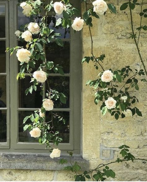 Rose Trellis Ideas Diy, Rose Trellis Ideas, Thornless Climbing Roses, Climbing Roses Trellis, Rose Plant Care, Trellis Ideas, Rose Trellis, Climbing Flowers, Rose House