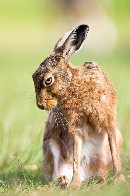 Hare Pictures, Wild Hare, Arte Doodle, Animal Study, Jack Rabbit, All Animals, Rabbit Art, Animal Sanctuary, Rodents