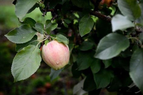 9 unusual heirloom apples to look for in Michigan this fall - mlive.com Dianne Carroll, Apple Facts, Apple Varieties, Emily Rose, Apple Orchard, Apple Desserts, Apple Tree, Sweet Desserts, Cool Names