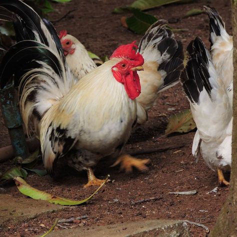 If you are like me, when you hear the name Dorking chicken you are imagining a chicken with glasses that has tape wrapped around the center 🥸. However, the Dorking chicken breed is pretty cool 😎…but not often heard of. Prepare to be captivated by their rich history, their fluffy appearance, and the wonderful contributions... The post Dorking Chicken Breed – Delightful Fluffers appeared first on Pampered Chicken Mama: Raising Backyard Chickens. Chicken With Glasses, Chicken Story, Chickens For Beginners, Chicken Mama, Chicken Treats, Raising Backyard Chickens, Backyard Flocks, Egg Production, Chicken Lady