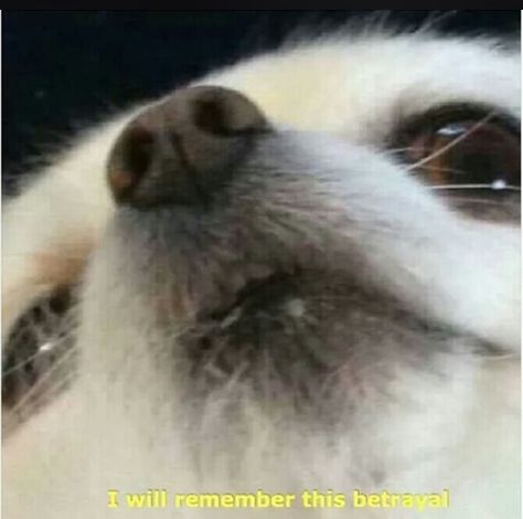 "I will remember this betrayal." Funny Dog Memes, Detroit Become Human, Reaction Images, Funny Animal Memes, Gaming Memes, Reaction Memes, Dog Park, Dog Memes, Reaction Pics