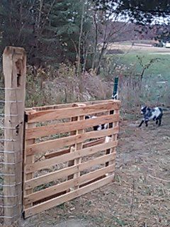 Denim and Daisies : Pallet gate Pallet Gardens, Wood Pallet Fence, Pallet Gate, Wood Pallet Bed Frame, Goat House, Pallet Shed, Pallet Fence, Quilt Rack, Chicken Garden