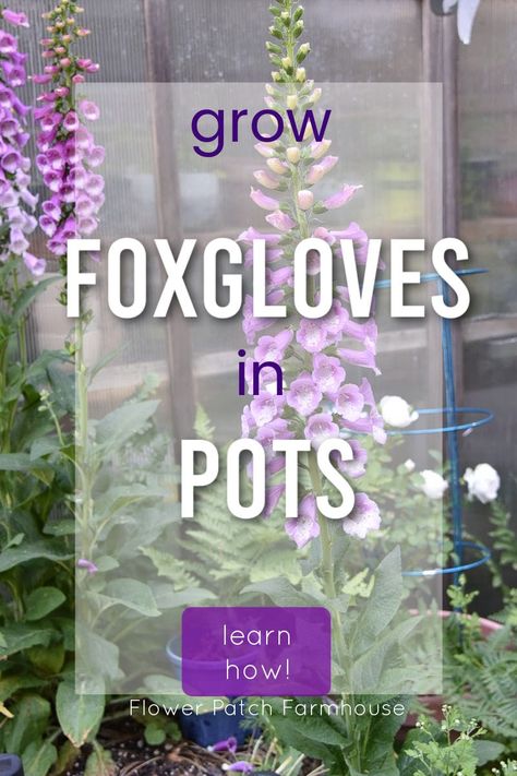 Yes, you can grow foxgloves in pots! Great for containers gardens, small-space gardens, or just because you want to grow foxgloves in pots. Easy to grow and they lure the pollinators in by the droves. Add a touch of a cottage garden to anywhere you can imagine. Foxglove In Pots, Cottage Garden Containers, Foxgloves In Pots, Foxglove Flower How To Grow, Cottage Container Garden, Foxgloves In Garden, Foxglove Care, Perennials In Pots, Accessible Gardening