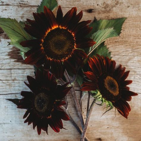 Chocolate Cherry Sunflower, Plains Coreopsis, Yellow Coneflower, Prairie Plants, Chocolate Sunflower, Black Sunflower, Prairie Planting, White Sunflowers, Dimensional Color