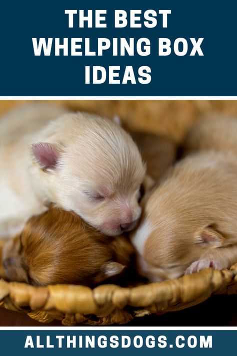 Dog Whelping Box Ideas Diy, Whelping Box Ideas, Welping Box Ideas Diy Dog, Welping Box Ideas Puppies Diy, Whelping Box Ideas How To Build, Welping Box Ideas Puppies, Whelping Box Diy, Diy Whelping Box For Small Dogs, Dog Labor