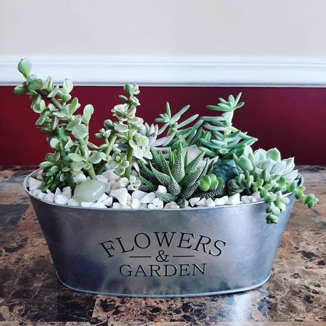 dollar tree garden planters Dollar Tree Garden, Indoor Succulent Garden, Dollar Tree Flowers, Home Craft Decor, White Rocks, Succulent Bowls, Succulent Garden Indoor, Tree Garden, Succulent Garden Diy