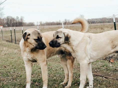 Lgd Dogs, Guardian Dog, Livestock Guardian Dog, Livestock Guardian, Fake Life, Anatolian Shepherd, Dream Horse, Animal References, Group 2