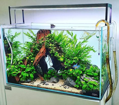 Fish Aquarium Decorations, Fish Tank Themes, Taman Air, Fish Tank Terrarium, Cool Fish Tanks, Fish Tank Design, Aquascape Design, Betta Aquarium, Tropical Fish Tanks