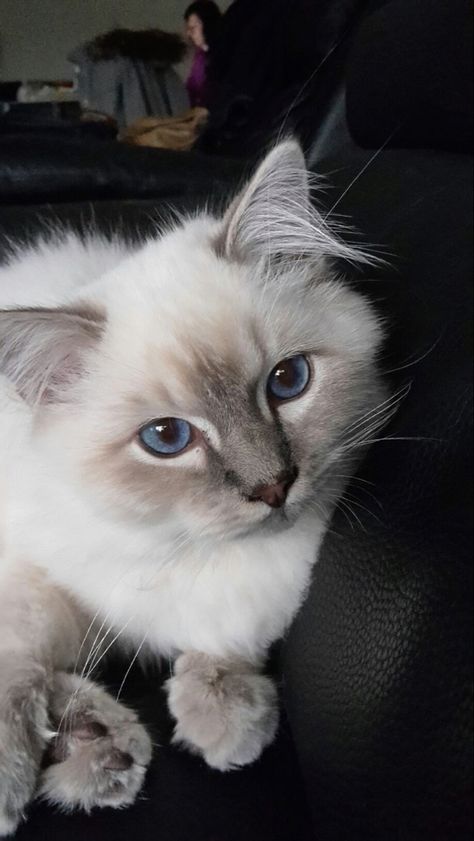 White Cats Aesthetic, Fluffy Cat Breeds, Siberian Cat, My Boo, Cute Cats Photos, Fluffy Cat, Cat Aesthetic, Cute Animal Photos