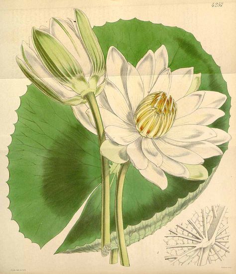 1381 Nymphaea lotus L. [as Nymphaea dentata Schum. & Thonn.] / Curtis’s… Nymphaea Lotus, Experiential Art, Nature Sketch, Missouri Botanical Garden, Lotus Art, Illustration Botanique, Vintage Botanical Prints, Scientific Illustration, Plant Illustration