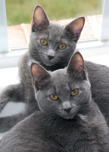 Korat Cat, Kitty Tattoos, Gray Cats, Nebelung, Selkirk Rex, Cat Personalities, Cat Book, Korat, Russian Blue Cat