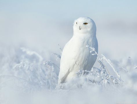 https://www.flickr.com/photos/144489831@N02/31536616797/in/photostream/ Owl Photography, Snow Owl, Owl Pet, Owl Pictures, White Owl, Snowy Owl, Baby Owls, Bird Pictures, Owl Art