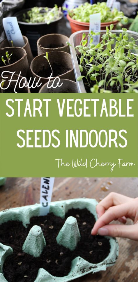 How To Start Vegetable Seeds Indoors, How To Plant Vegetable Seeds, How To Plant Seeds Indoors, Starting Vegetable Seeds Indoors, How To Start Seeds, Best Way To Start Seeds Indoors, How To Grow Vegetables From Seeds, How To Save Seeds From Vegetables, How To Start Seeds Indoors