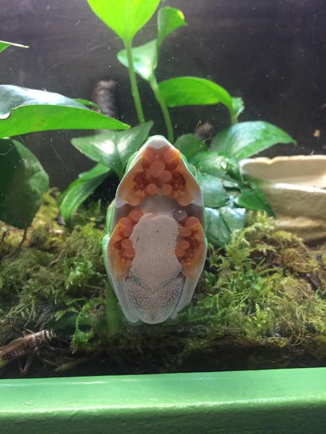 A frog sitting on a glass tank! - Imgur Frog Pet, Frog Terrarium, Frog Tank, Pet Frogs, Frog Sitting, Frog Pins, People Having Fun, Frog And Toad, Cute Frogs