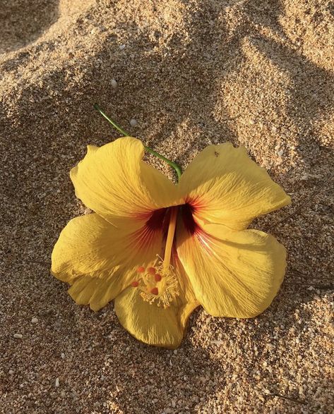 Island Flower Bouquet, Beachy Wallpapers, Beachy Aesthetic, Yellow Hibiscus, Mood Wallpaper, Nothing But Flowers, Flower Therapy, Beautiful Bouquet Of Flowers, Summer Dream