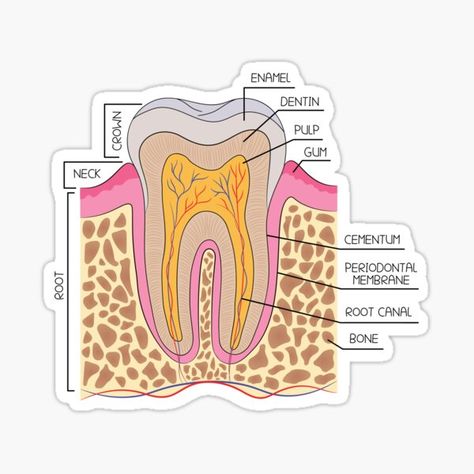 Teeth Diagram, Tooth Anatomy, Tooth Sticker, Teeth Anatomy, Dentist Day, Dental Anatomy, Dental Student, Human Anatomy And Physiology, Root Canal