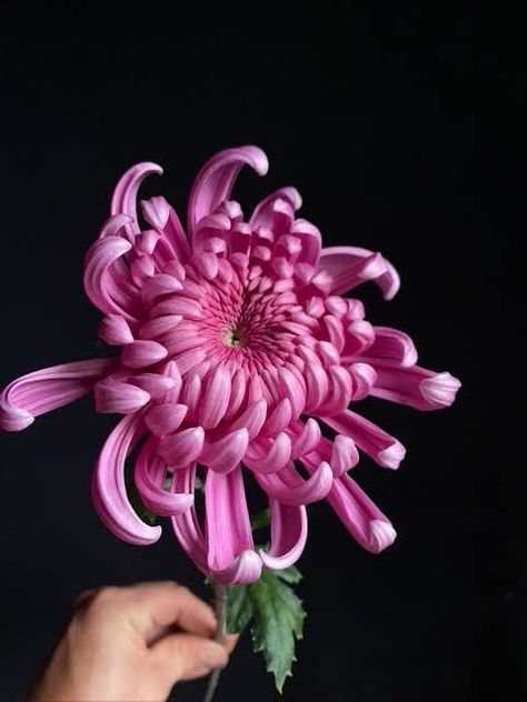 Crisantemo Tattoo, Japanese Chrysanthemum, Chrysanthemum Flower, Japanese Flowers, Fruit Plants, Luxury Flowers, Pretty Plants, Little Flowers, Success Rate