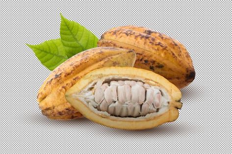 Alpha Background, Cocoa Fruit, Avocado Tree, Chocolate Fruit, Cacao Beans, Theobroma Cacao, Food Packaging Design, Diet Help, Fruit Design