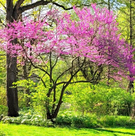 Red Bud Trees Landscaping, Tree Buds, Landscapes Paintings, Redbud Tree, Painting Landscapes, Red Bud, Watercolor Red, Tree Tattoo, Landscape Trees