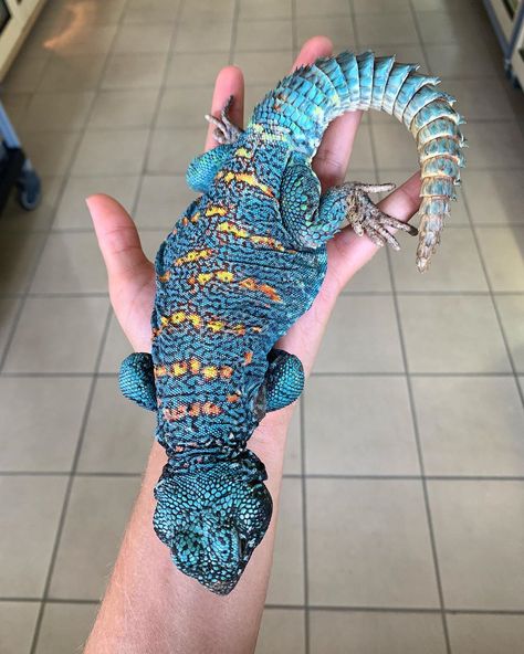 This Uromastyx ornata is a pure jewel 💎 . #uromastyxornata #ornatemastigure #spinytailedlizard #lizard #lizards #lizardsofinstagram… Uromastyx Lizard, Reptile Expo, Baby Reptile, Bearded Dragon Cute, Bearded Dragon Care, Wild Animals Photography, Reptile Room, Rabbit Cages, Cute Reptiles