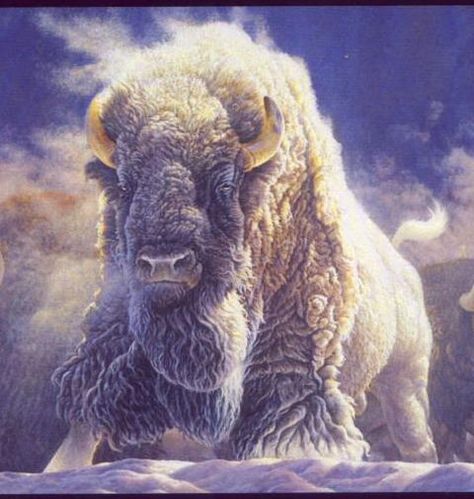 Buffalo Pictures, Buffalo Animal, Bison Art, Buffalo Art, Regnul Animal, Native American Wisdom, Animal Spirit Guides, Native American Images, Albino Animals