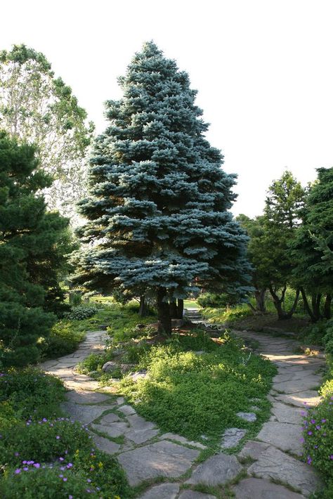 Commonly referred to as the Colorado blue spruce, the blue spruce is an evergreen of the Pine family. Its stiff, horizontal branches produce bluish-green, rigid needles that create a dense, cone-shaped canopy. It thrives best in moist soil, but adapts well to period of drought. A slow-growing... Tree Roots Tattoo, Blue Spruce Tree, Colorado Blue Spruce, Picea Pungens, Types Of Christmas Trees, Spruce Trees, Hardiness Zones, Tree Base, Tree Nursery