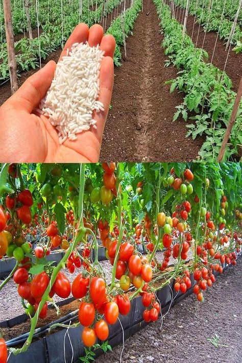 Tomato plants, known for their lush growth and vibrant fruits, require a consistent supply of nutrients to thrive. One sustainable and cost-effective method to boost their health is by using rice water. This simple yet powerful solution can transform your gardening practices. Here’s a detailed look into why and how to use rice water for your tomato plants. Rice Water For Plants, Benefits Of Rice Water, Preserve Fresh Herbs, Rice Water Benefits, Benefits Of Rice, Garden Hacks Diy, Grafting Plants, Vegetable Harvest, Foliar Spray