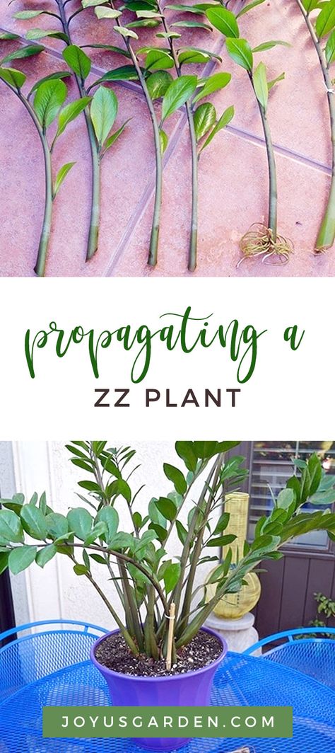 How To Propagate Zz Plant In Water, How To Propagate A Zz Plant, Zzz Plant, Zz Plant Propagation, Houseplant Propagation, Leaf Propagation, House Jungle, Zz Plants, Plant Parenthood