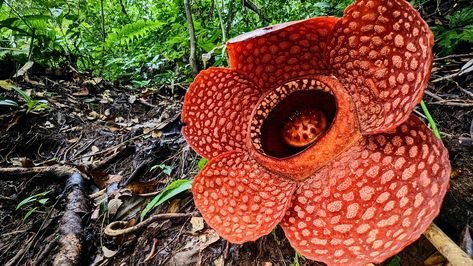 Dangerous Flowers, Oxford Botanic Garden, Corpse Flower, European Explorers, Forest Habitat, Age Of Extinction, Habitat Destruction, Special Flowers, Giant Flowers