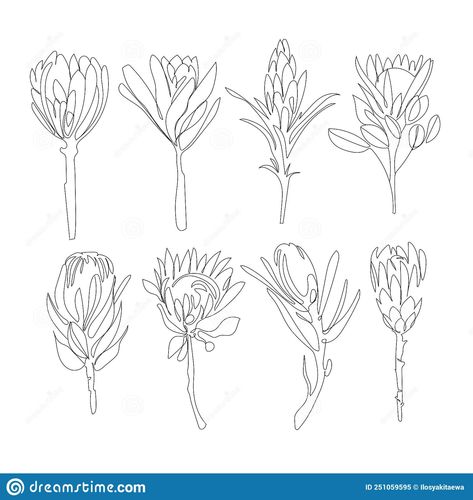 Protea Sketch Drawing, Protea Line Drawing Tattoo, Protea Tattoo Small Simple, Fine Line Protea Tattoo, Protea Line Art, King Protea Tattoo, Protea Flower Drawing, Protea Sketch, Protea Line Drawing