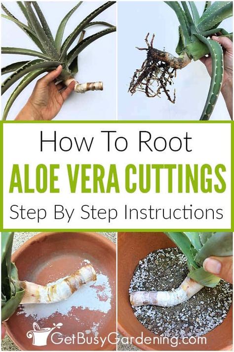 Do you have an aloe vera plant with long stems and want to learn how to use cuttings to propagate it? Though it’s not possible to root individual leaves, it’s fairly easy to propagate aloe vera stem cuttings. My detailed step by step guide will help walk you through exactly how to do it. I’ve shared all the necessary steps and tools you’ll need to multiply and grow your aloe from cuttings, and tips for the best success. Once you know how, you’ll have lots of new plants to share with friends. Life Restart, Propagating Aloe, Propagate Aloe, Propagate Aloe Vera, Aloe Plant Care, Aloa Vera, Aloe Vera Plant Indoor, Growing Aloe Vera, Inside Plants