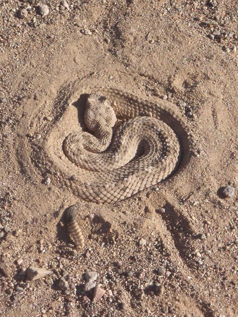 Sidewinder rattlesnake is master of camouflage Desert Animals, Snake Venom, Reptile Snakes, Beautiful Snakes, Desert Life, Crocodiles, Reptiles And Amphibians, Animal Heads, A Snake