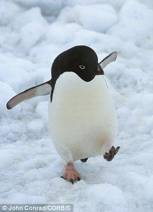 An Adelie penguin walking on the ice in Antarctica. Climate change is killing a worrying amounts of birds Penguin Walk, Adelie Penguin, Cute Penguins, Pretty Birds, Cute Birds, Wild Life, The Ice, 귀여운 동물, Beautiful Creatures